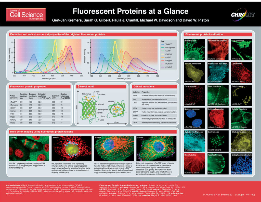 JCS Fluorescent Protein Poster